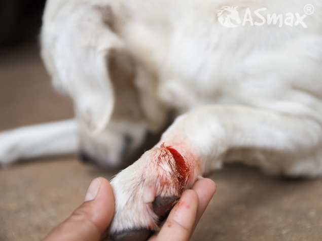 Cutting injury in the dog