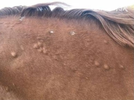 Inflamed insect bites in the horse