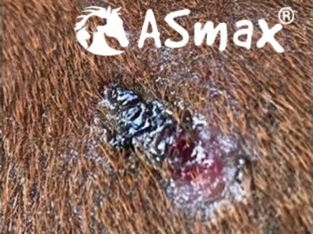 Course of treatment Insect bites with inflammation after 2 treatments