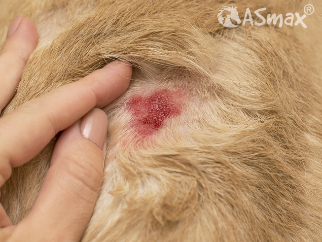 Eczema in the dog