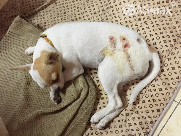 Bite wound in the dog