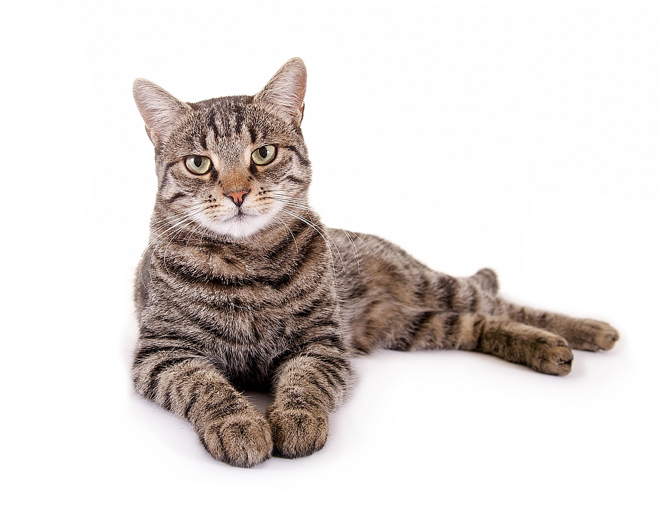 Katze liegend