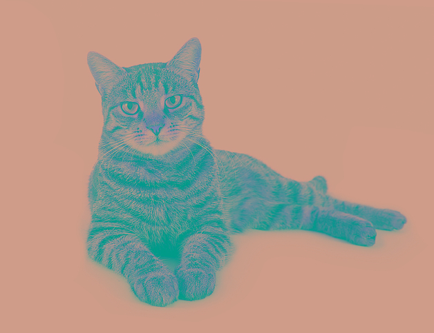 Katze liegend